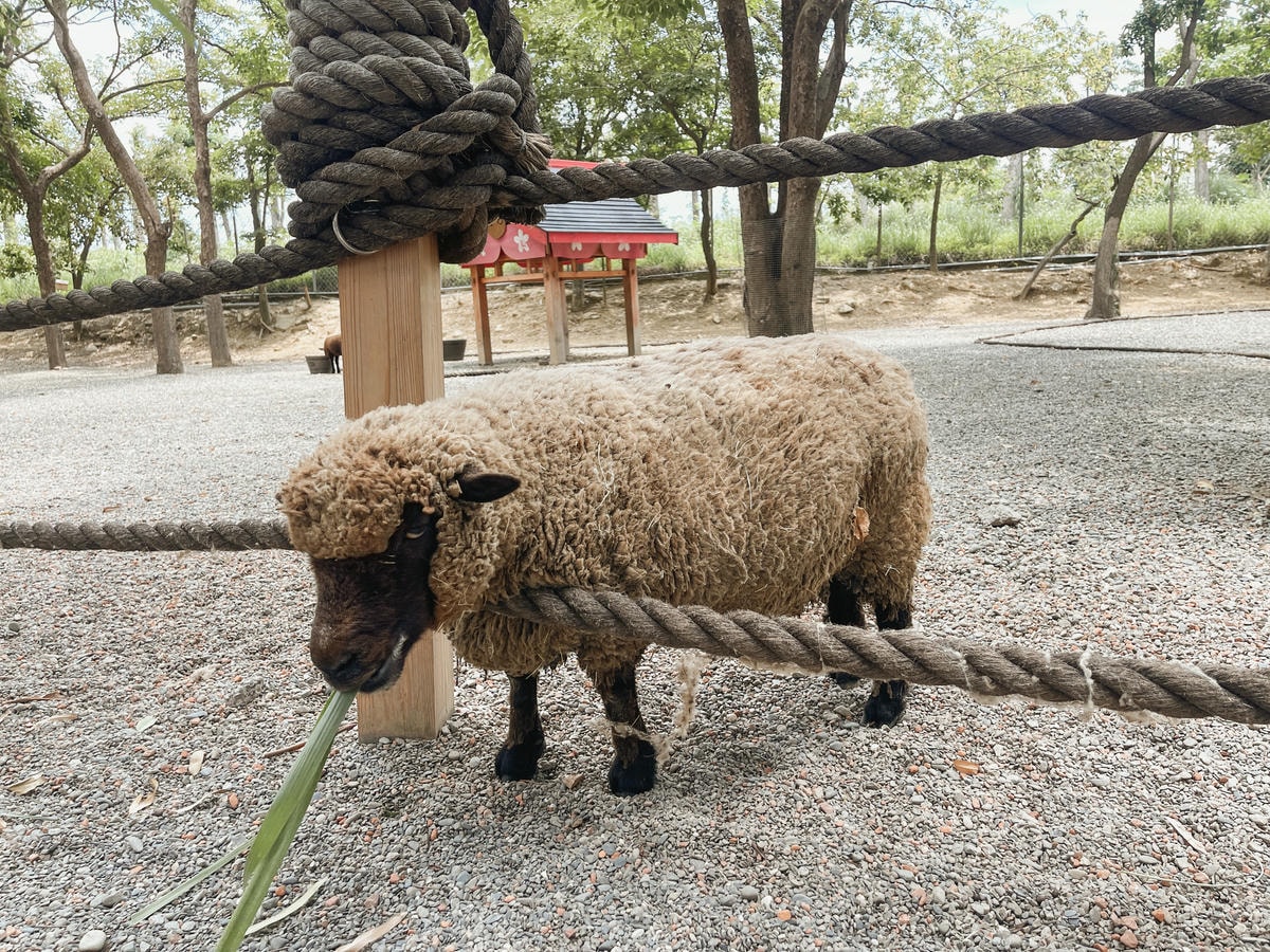 嘉義親子景點 咩咩上樹萌寵樂園圖五
