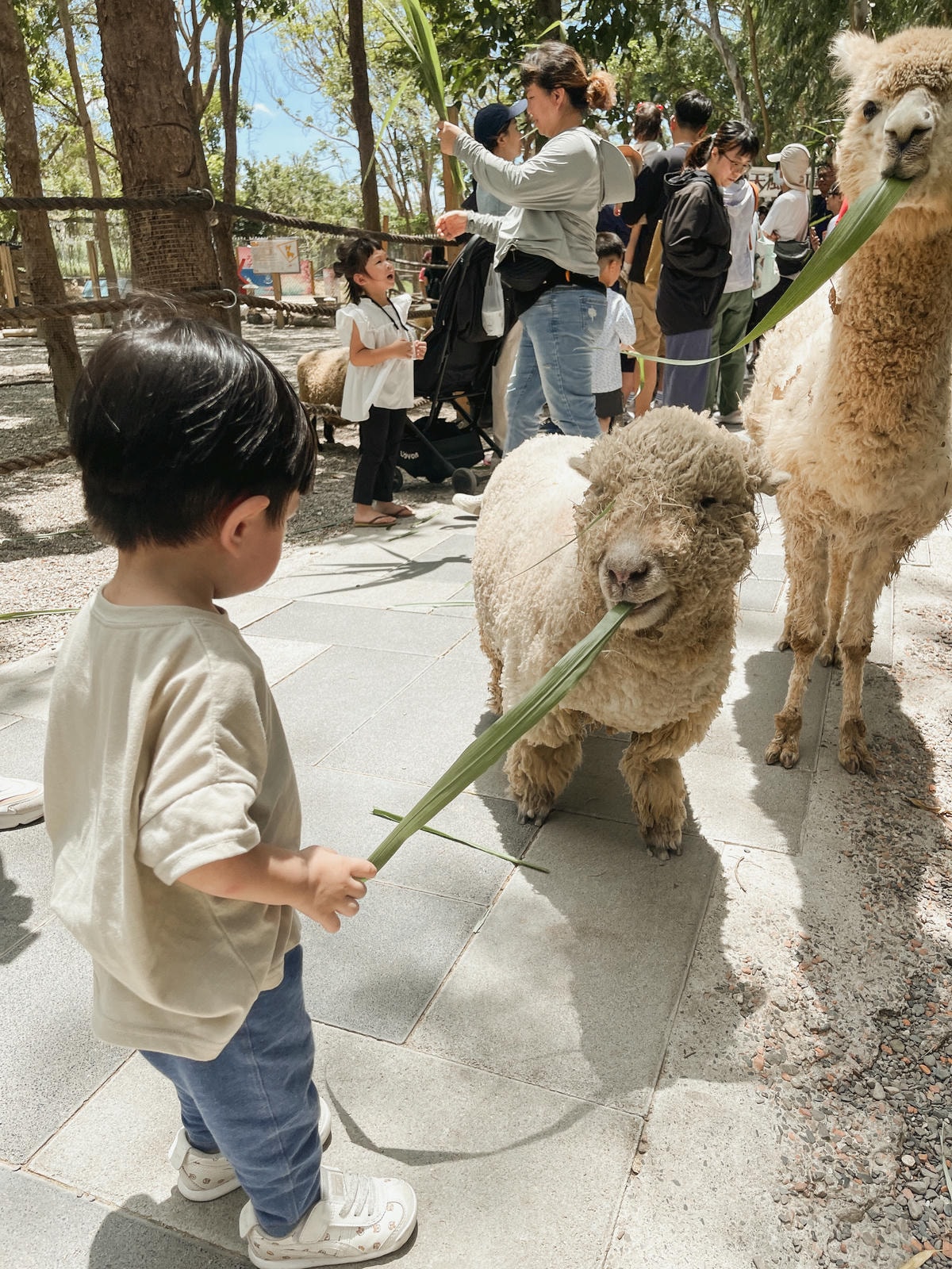 嘉義親子景點 咩咩上樹萌寵樂園可愛互動