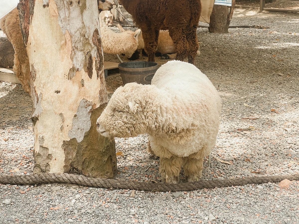 嘉義親子景點 咩咩上樹萌寵樂園圖七