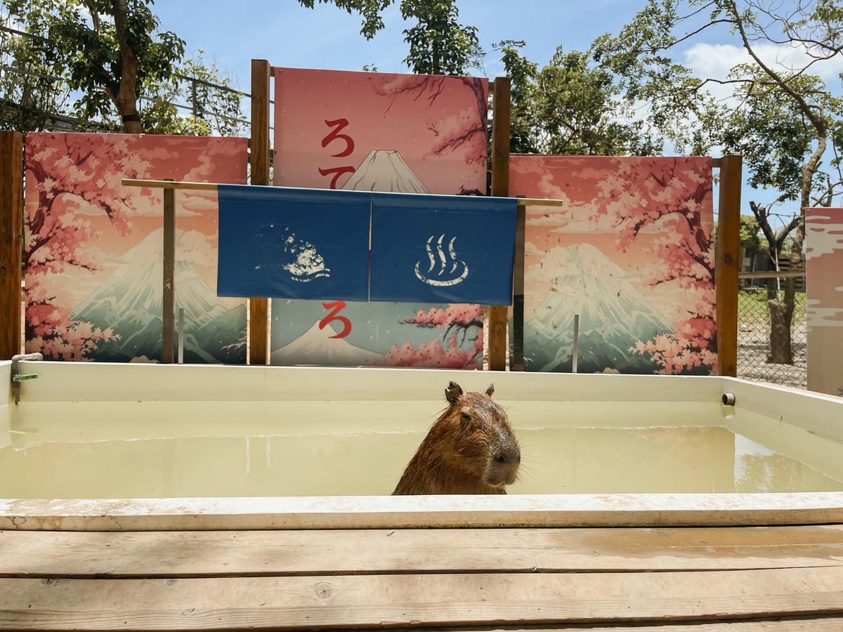 嘉義親子景點 咩咩上樹萌寵樂園泡湯水豚君