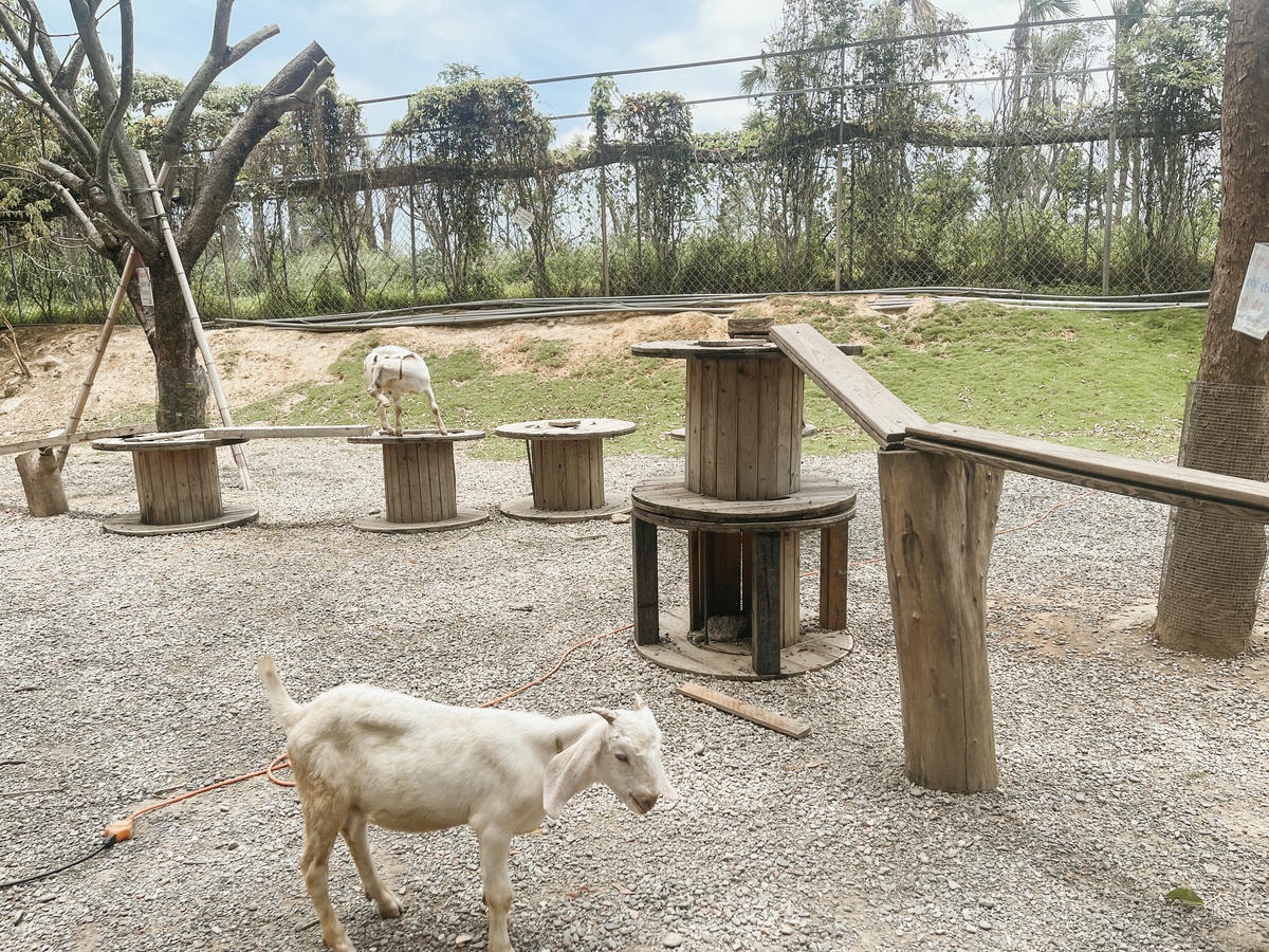 嘉義親子景點 咩咩上樹萌寵樂園山羊