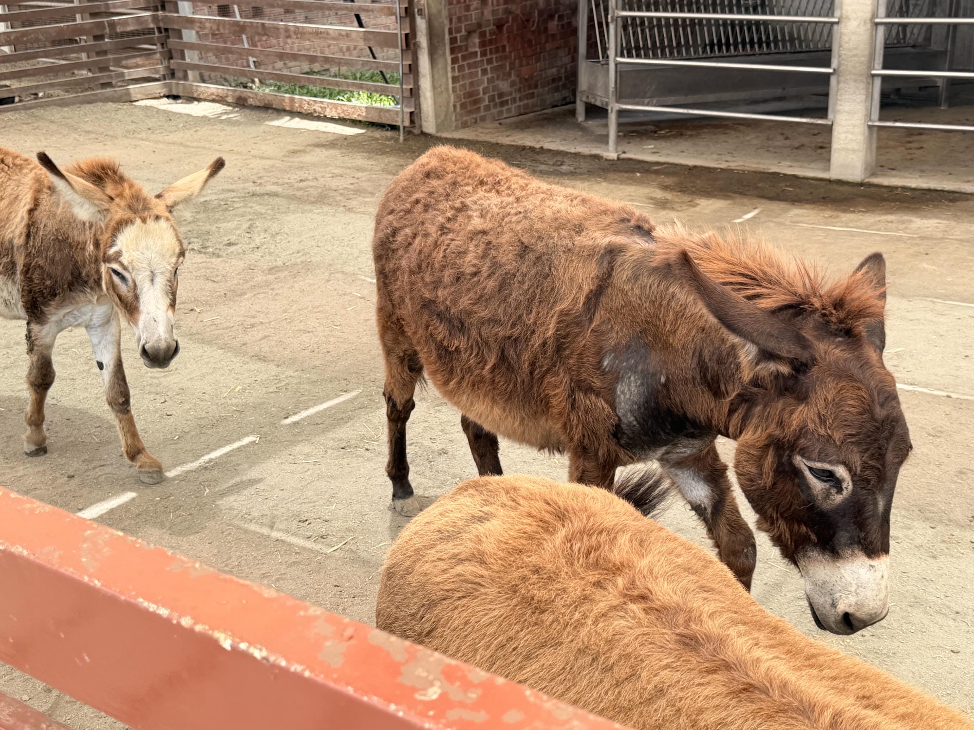 嘉義親子景點｜三隻小豬觀光農場，餵動物、玩沙玩水、童話造景一次收集！