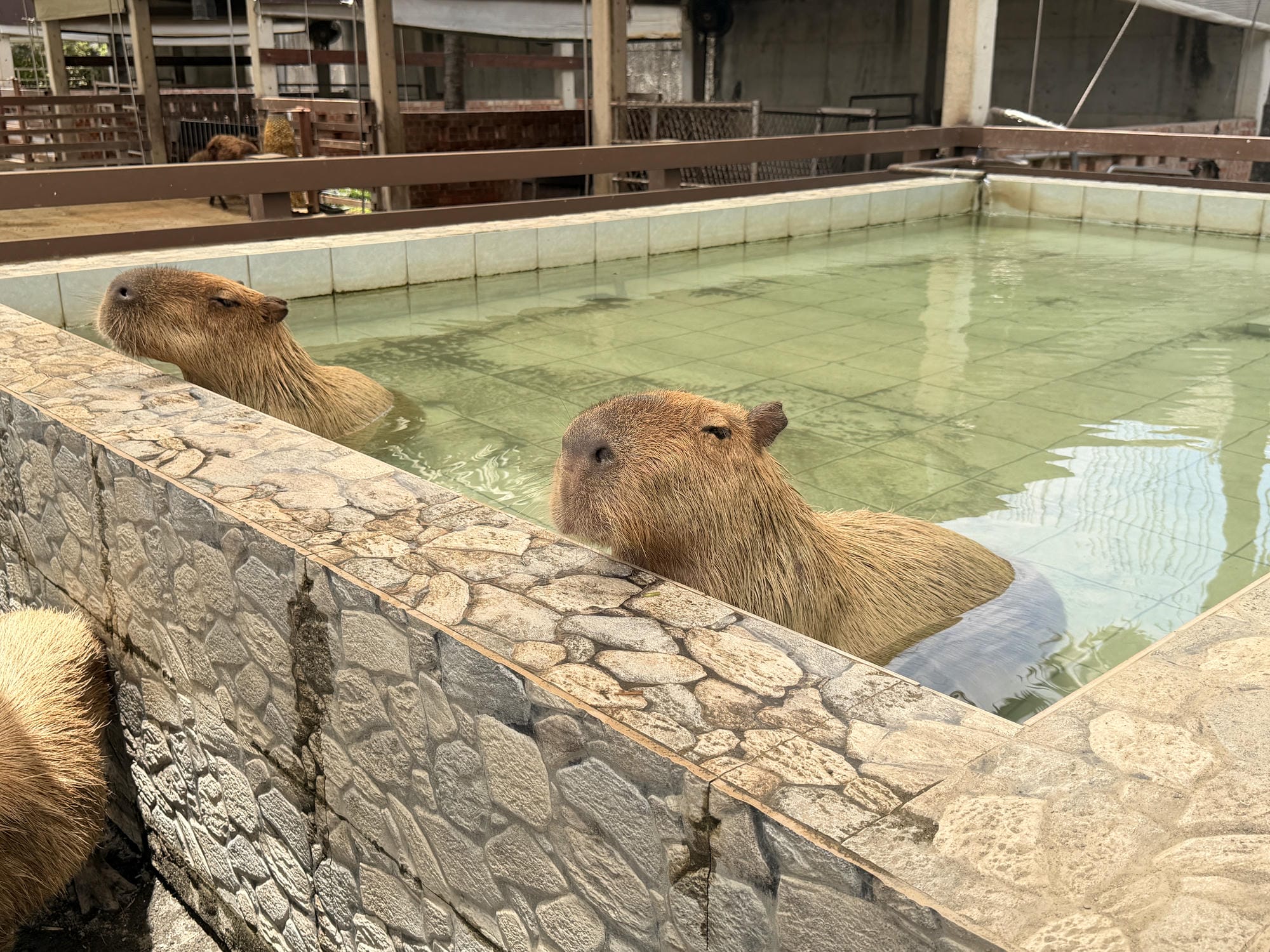 嘉義親子景點｜三隻小豬觀光農場，餵動物、玩沙玩水、童話造景一次收集！