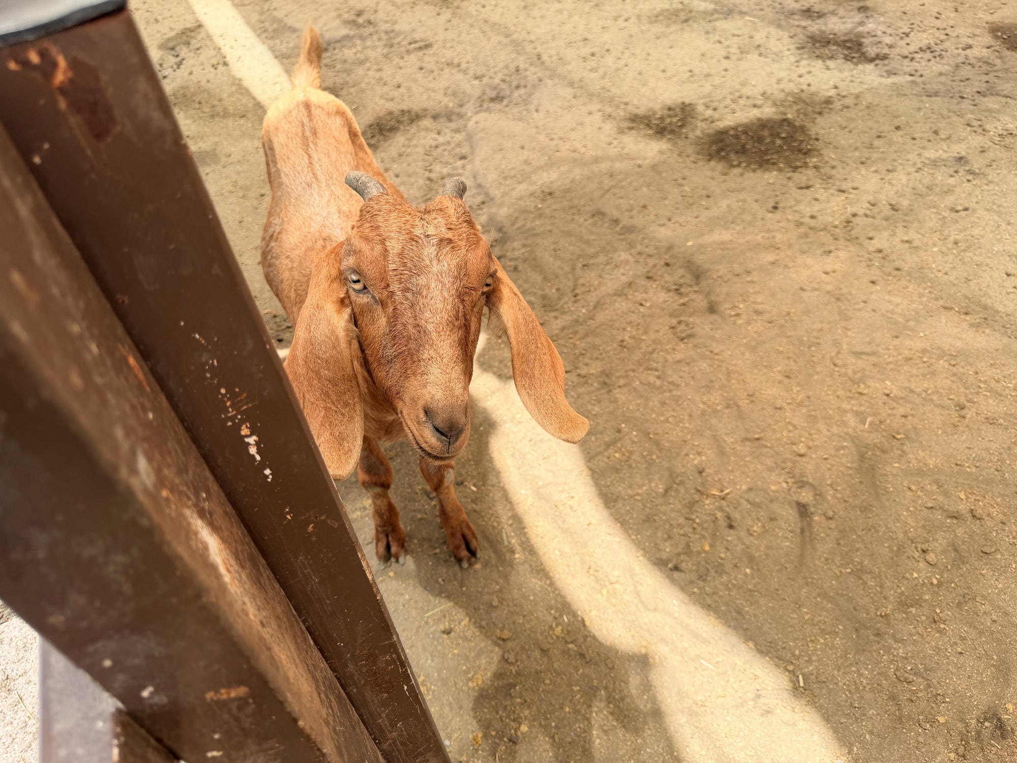 嘉義親子景點｜三隻小豬觀光農場，餵動物、玩沙玩水、童話造景一次收集！