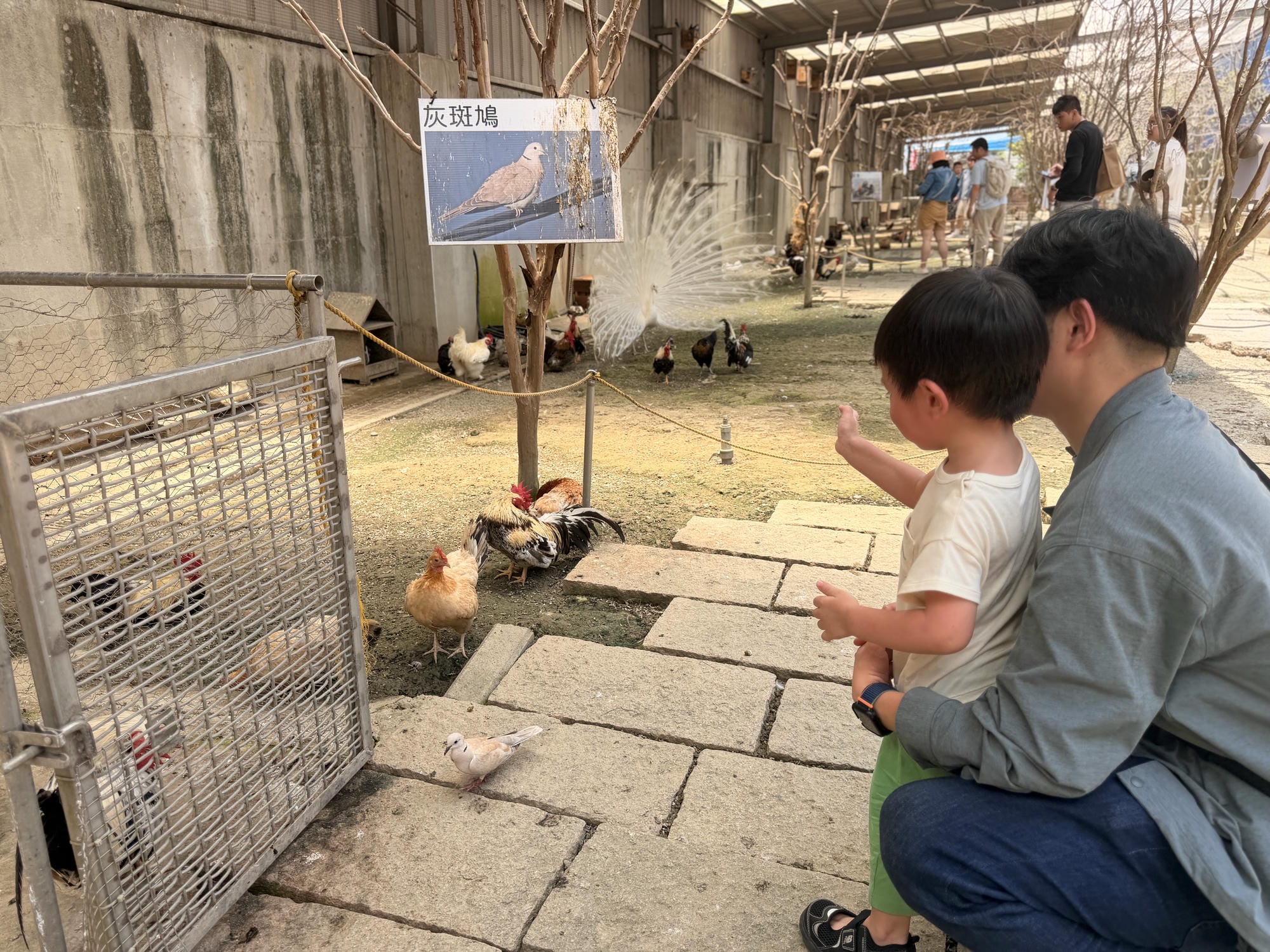嘉義親子景點｜三隻小豬觀光農場，餵動物、玩沙玩水、童話造景一次收集！